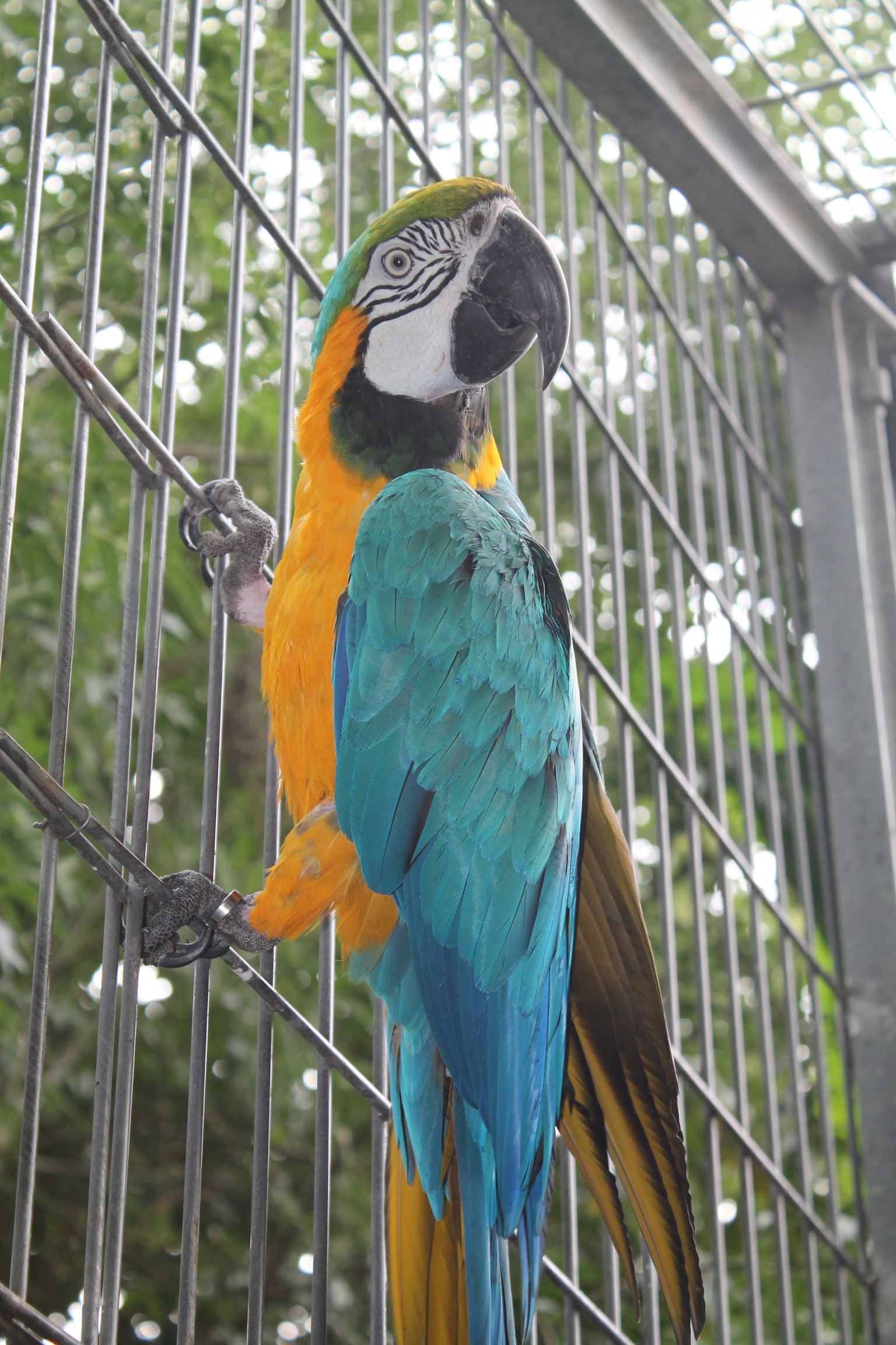 An animal hosted at the centre