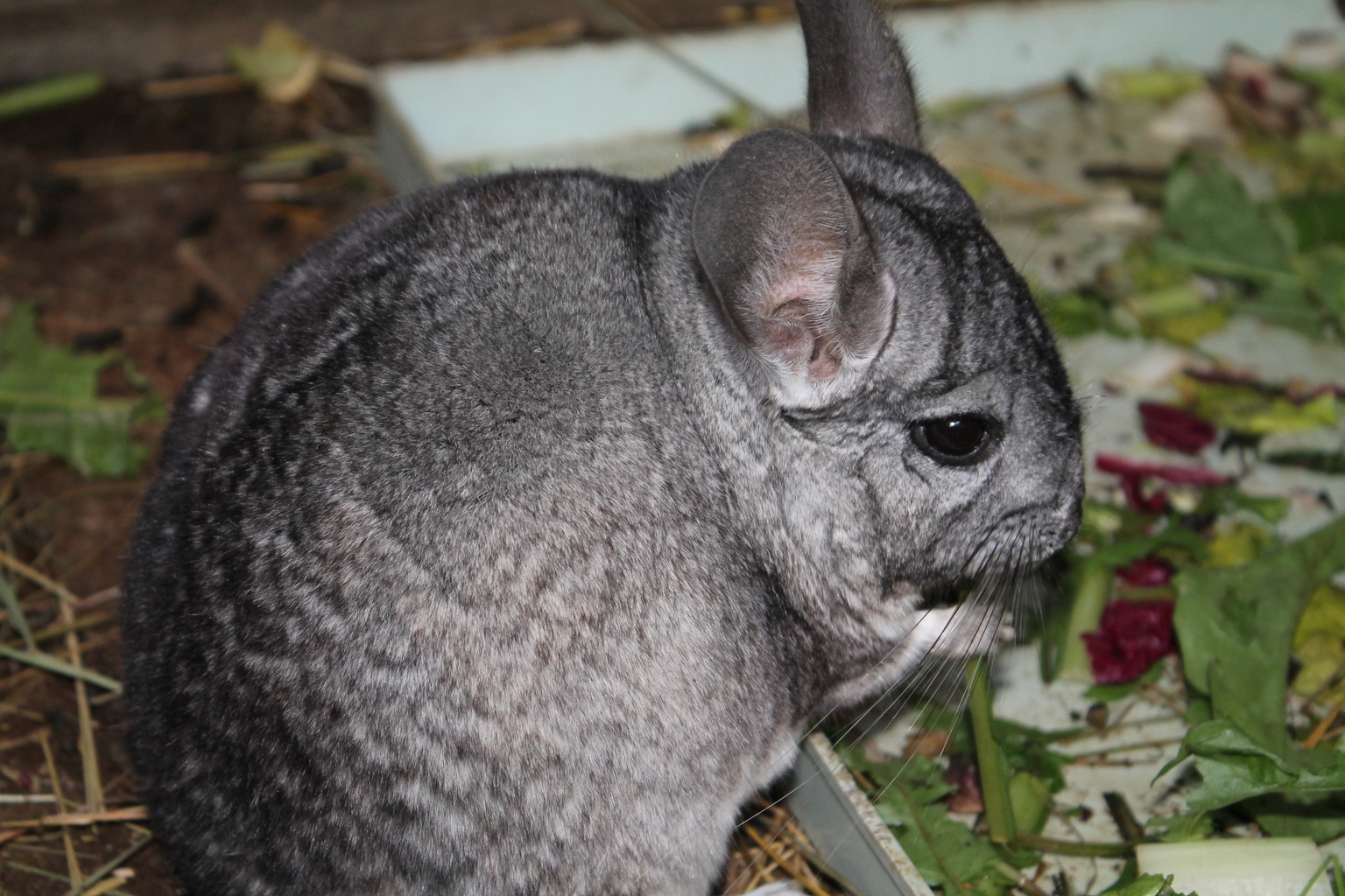 An animal hosted at the centre