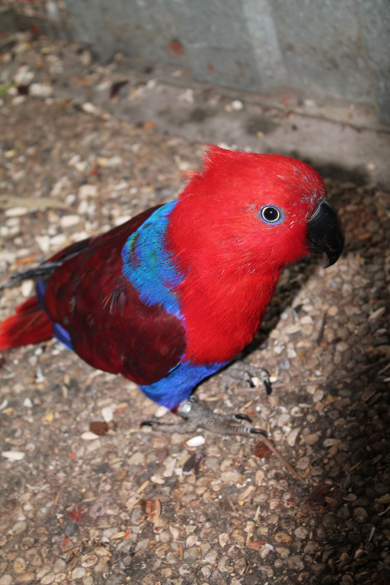 An animal hosted at the centre
