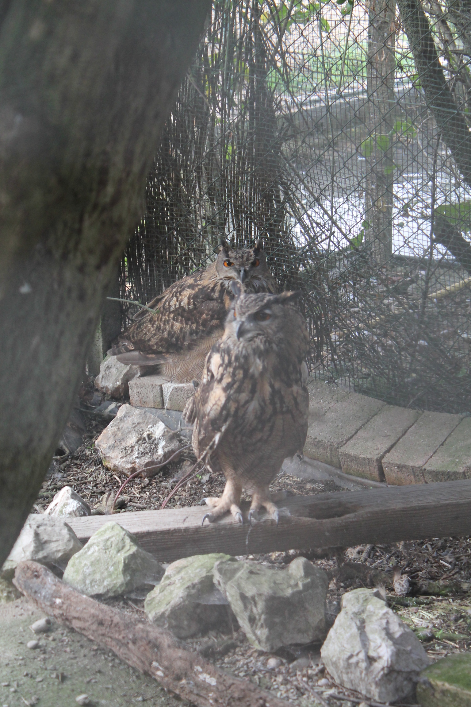 An animal hosted at the centre