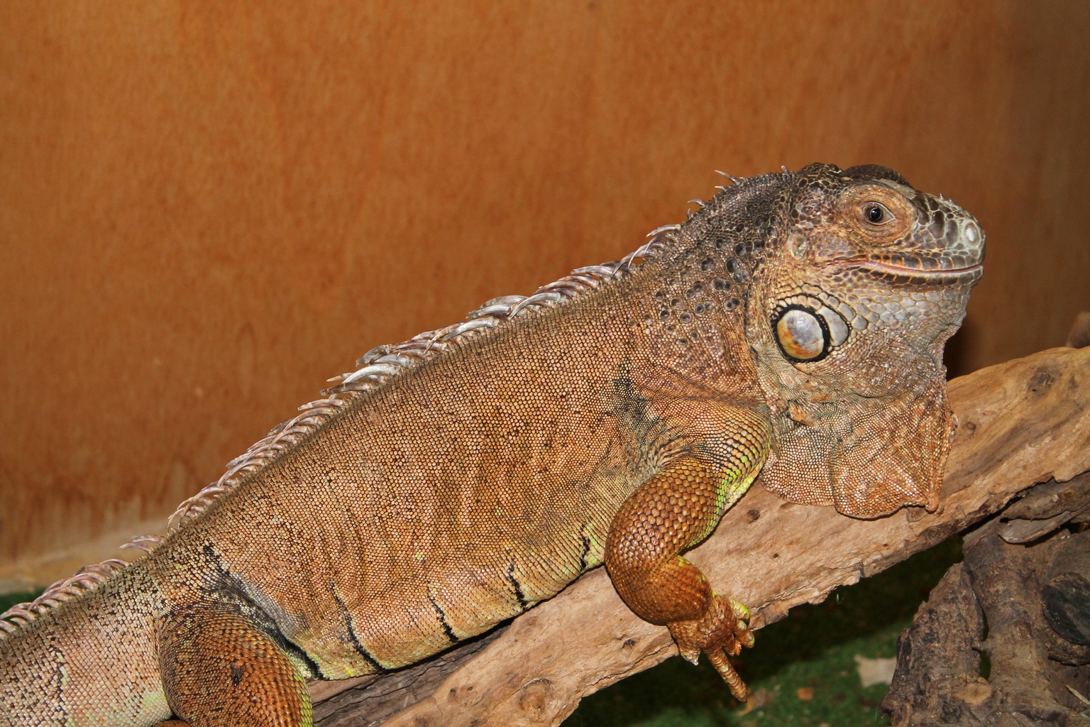 An animal hosted at the centre
