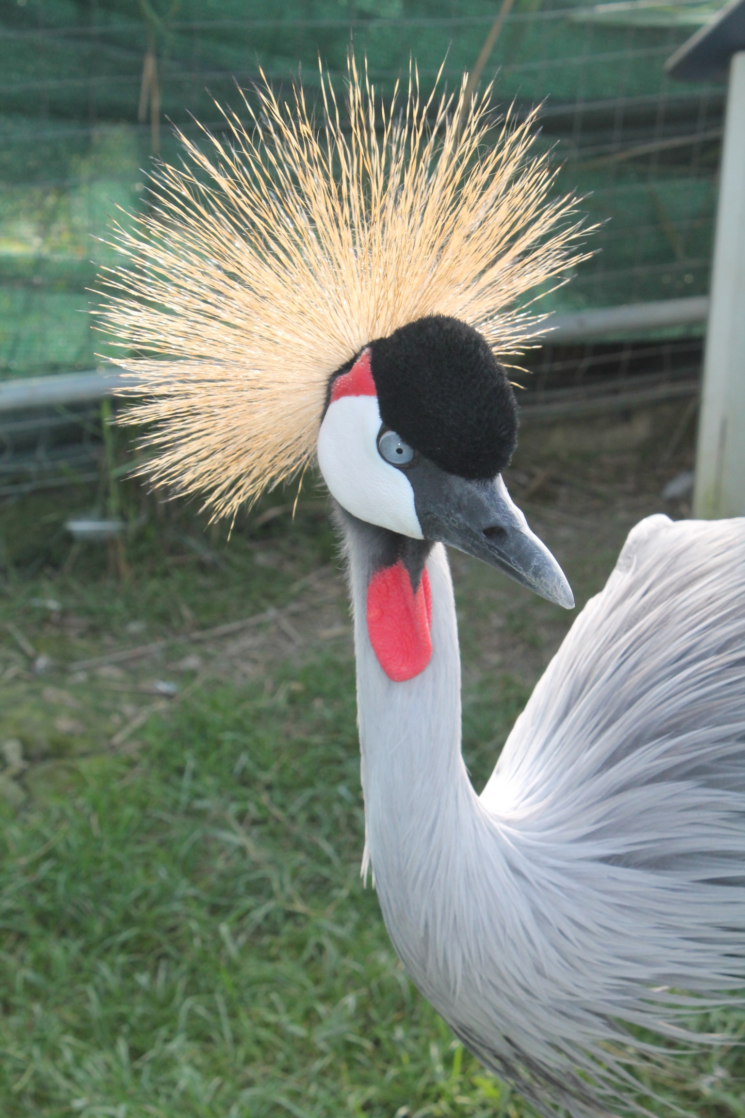 An animal hosted at the centre