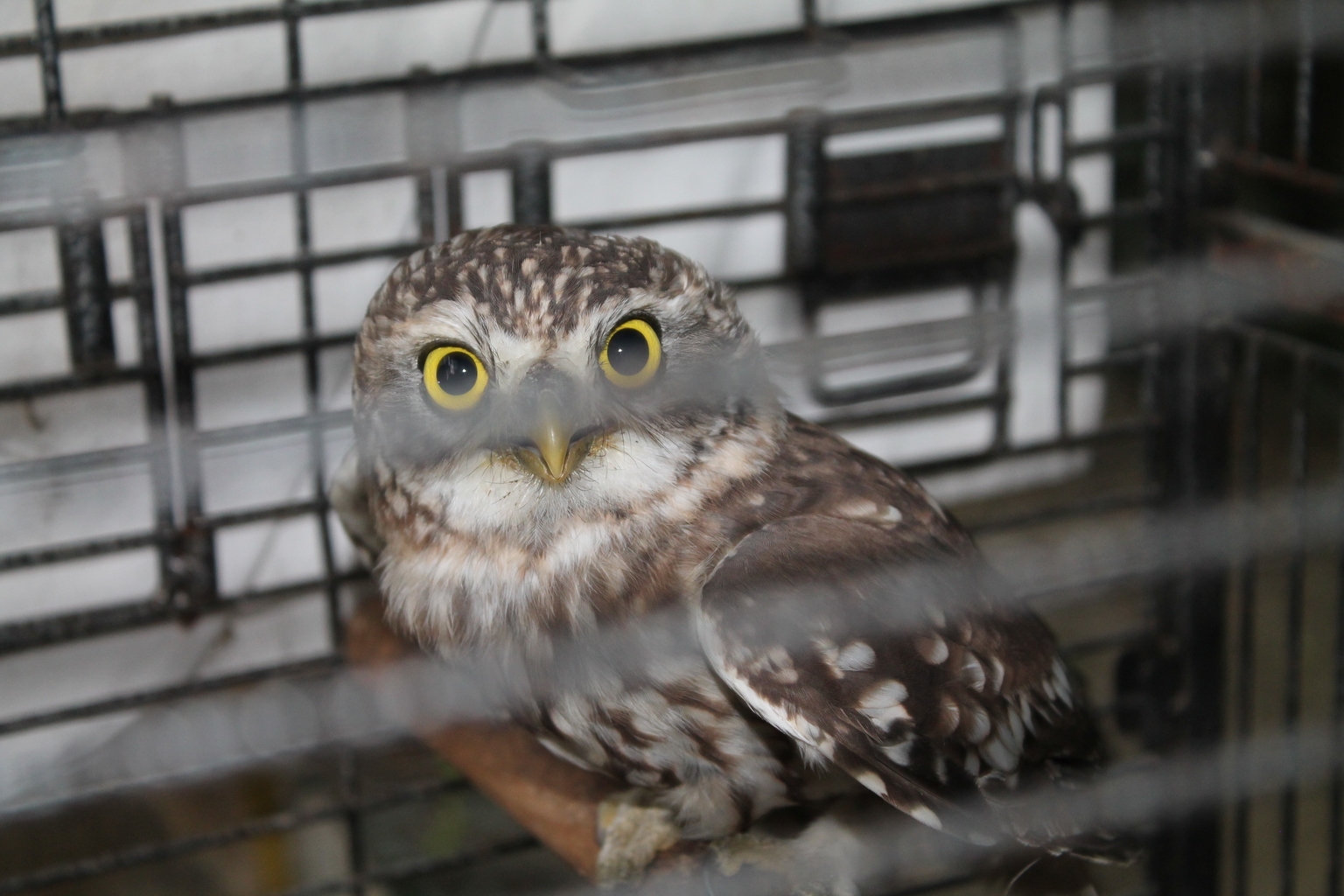 An animal hosted at the centre