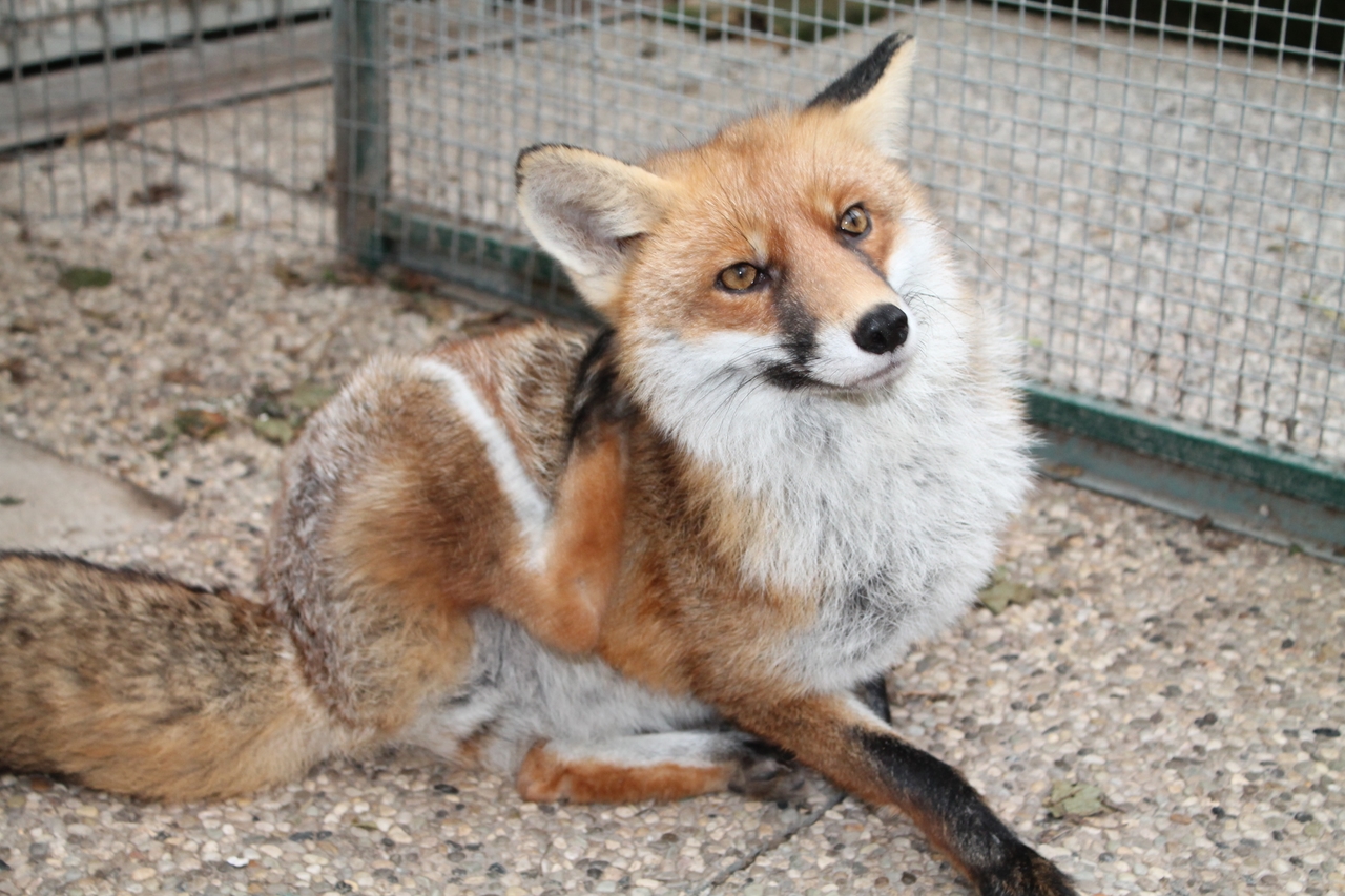 A wild animal cared for at the centre