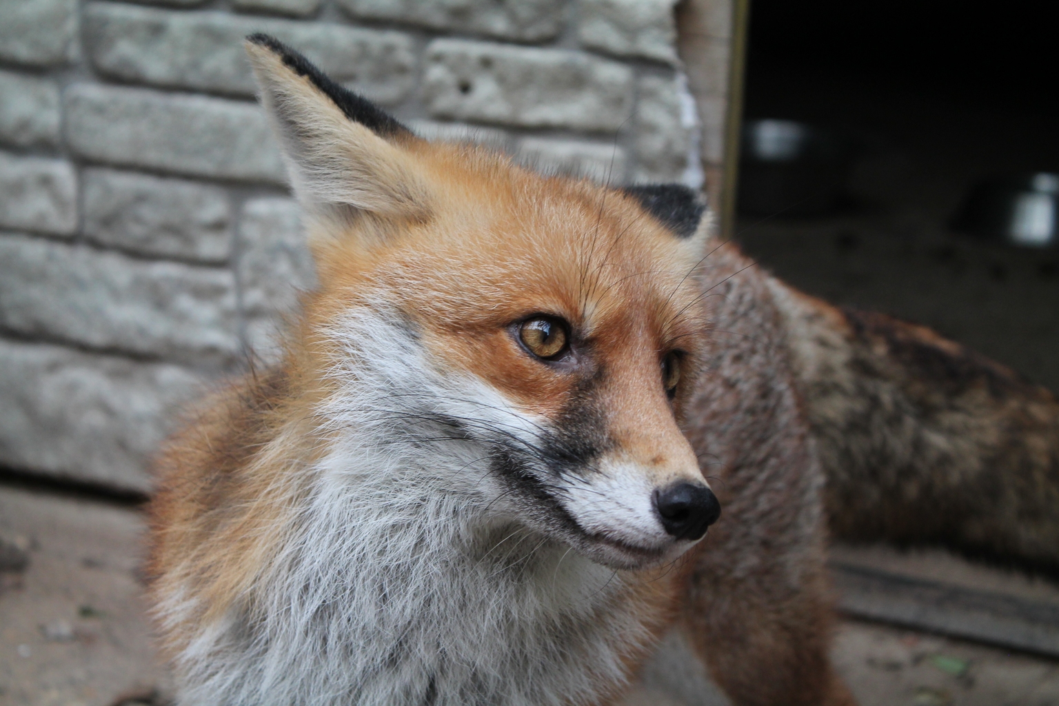 An animal hosted at the centre
