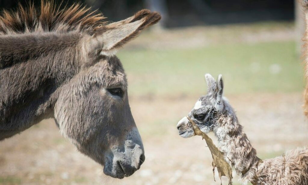 Adotta il lama